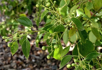 ช่อการบูร